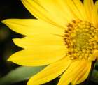 Blossom of the Maximillian sunflower, New Mexico Art Print